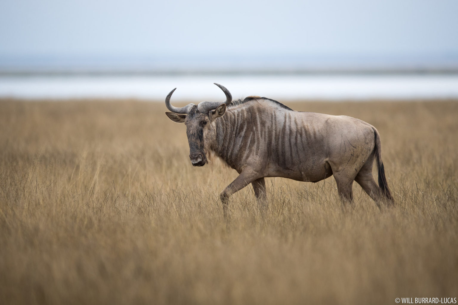 Blue Wildebeest Wallpaper