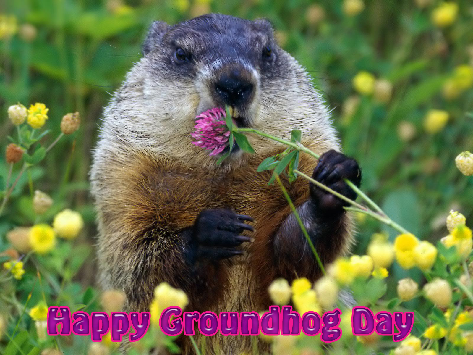 Free Happy Groundhog Day 2011 computer desktop wallpaper
