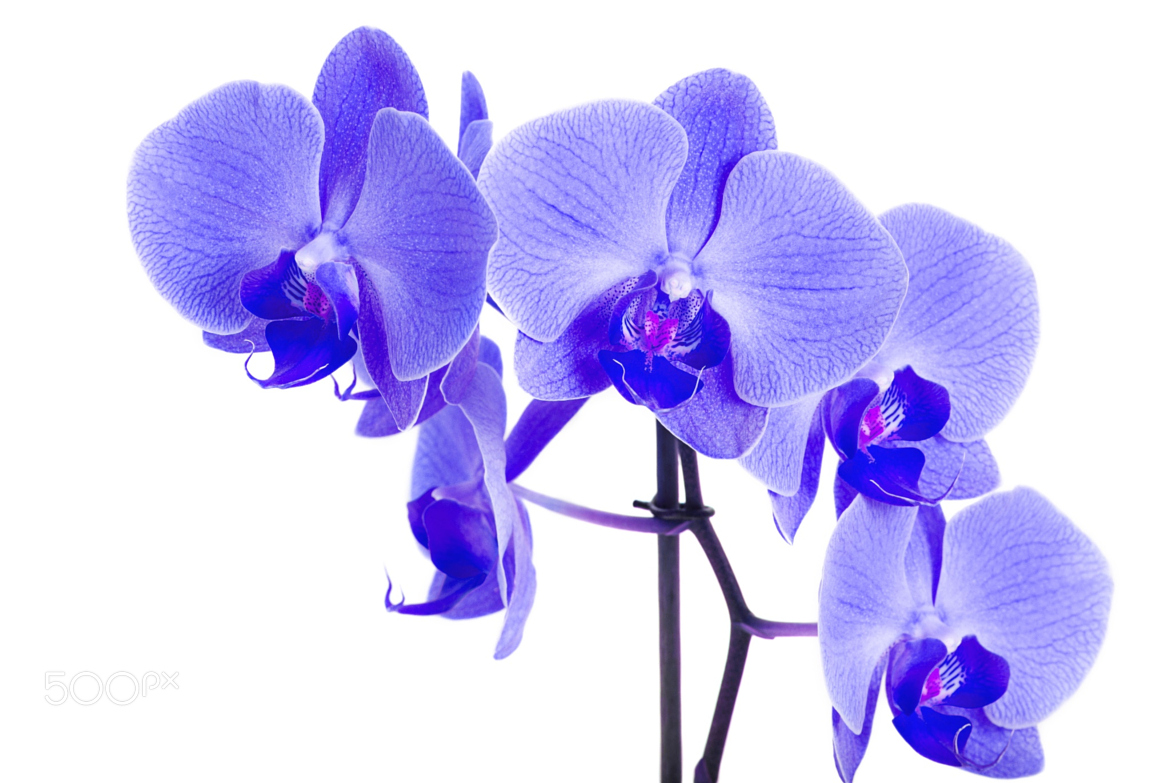 Blue Orchid Background Beautiful Isolated