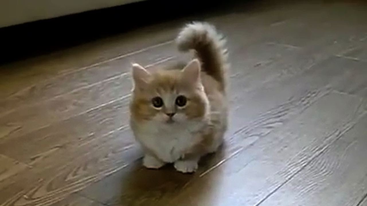 Top Best Cat Videos Of All Time