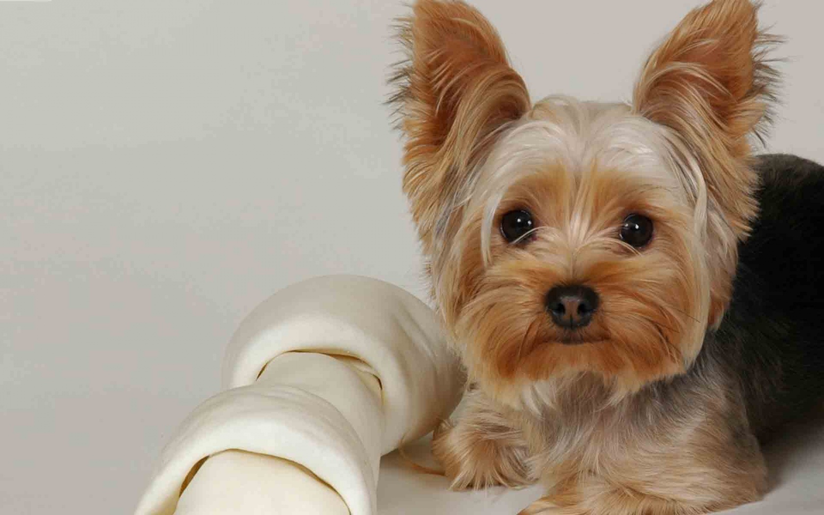 All Puppies Yorkshire Terrier Wallpaper Html