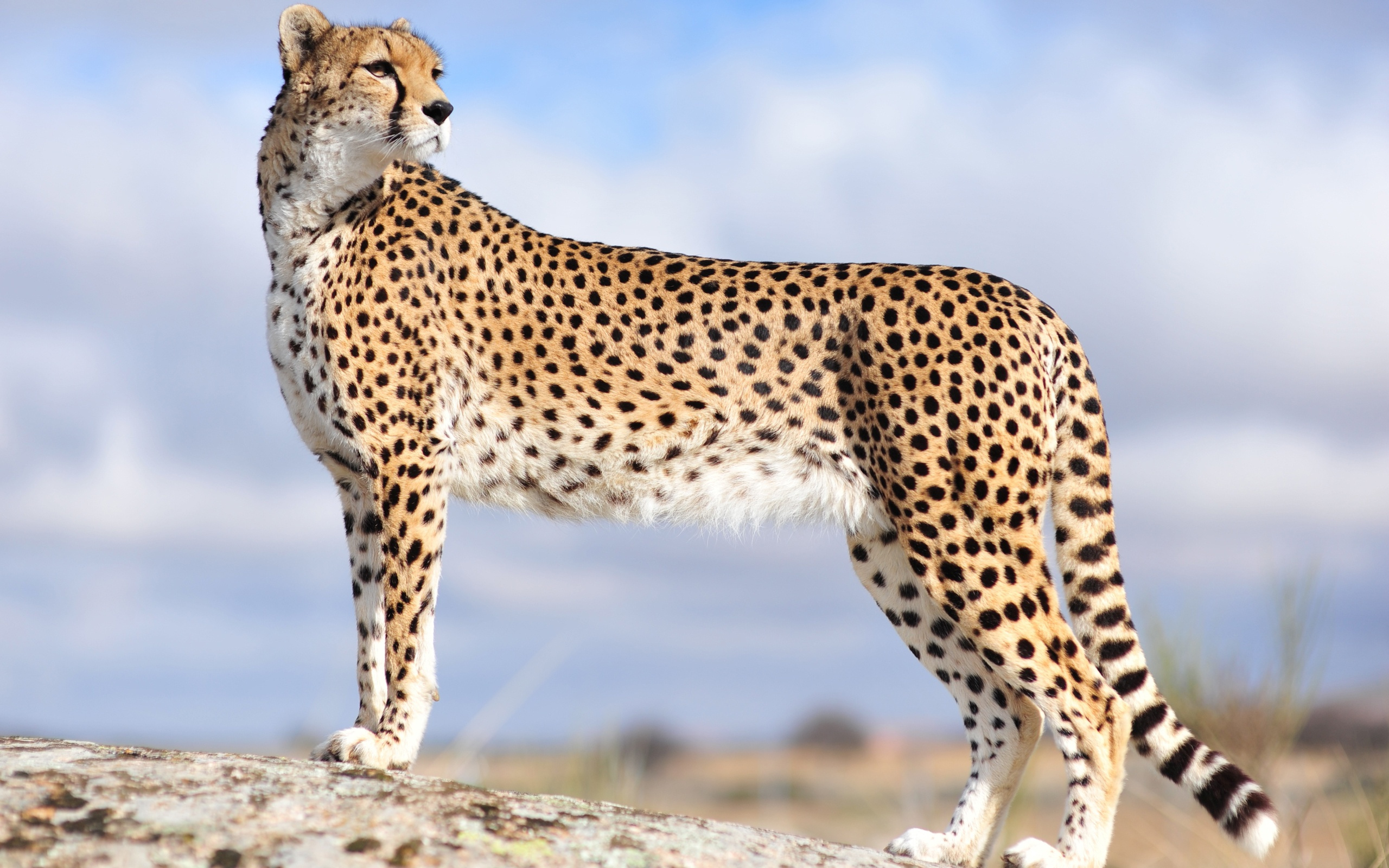 Mx Cheetah Wallpaper Adorable Desktop Image
