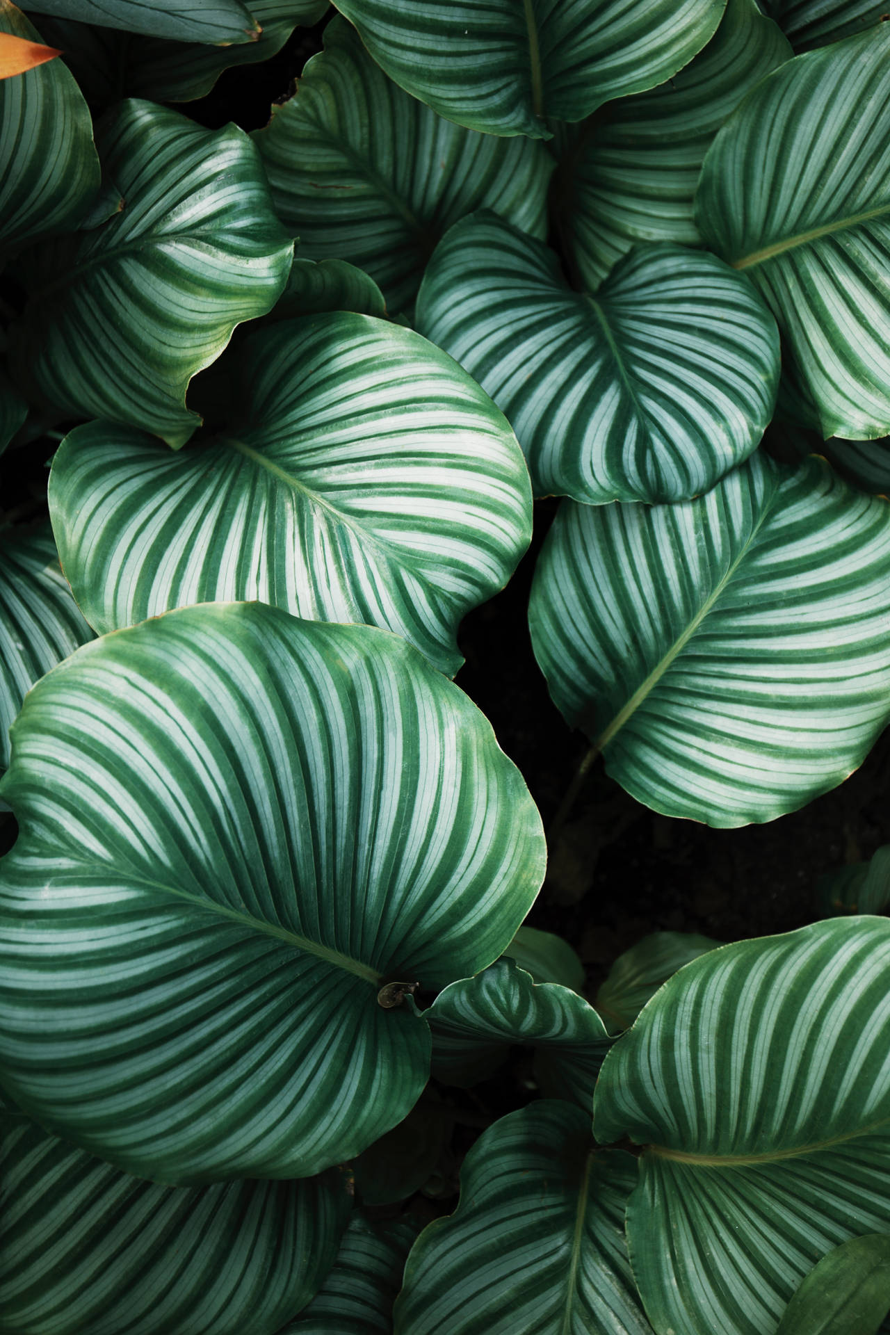 Dark Green Aesthetic Wallpaper