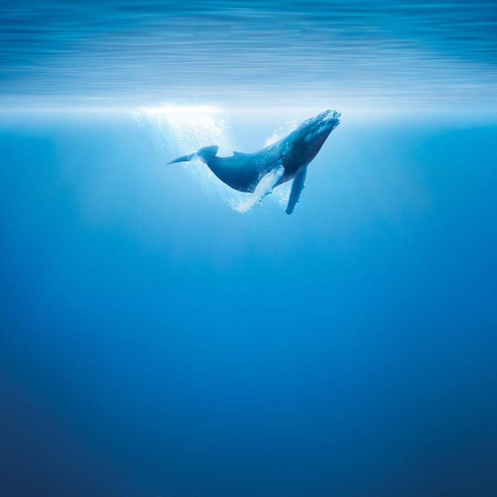 Whale iPad Wallpaper Background