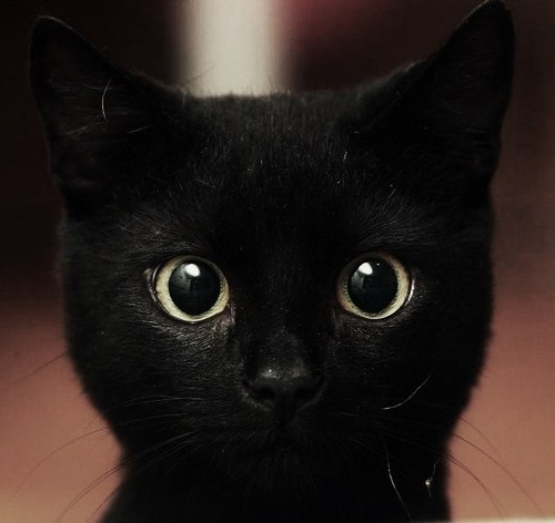 lt3 black black cat cat cats cute   image 51718 on Favimcom