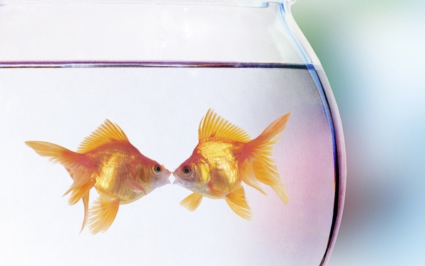 Animals Goldfish Fish Bowls Wallpaper Desktop