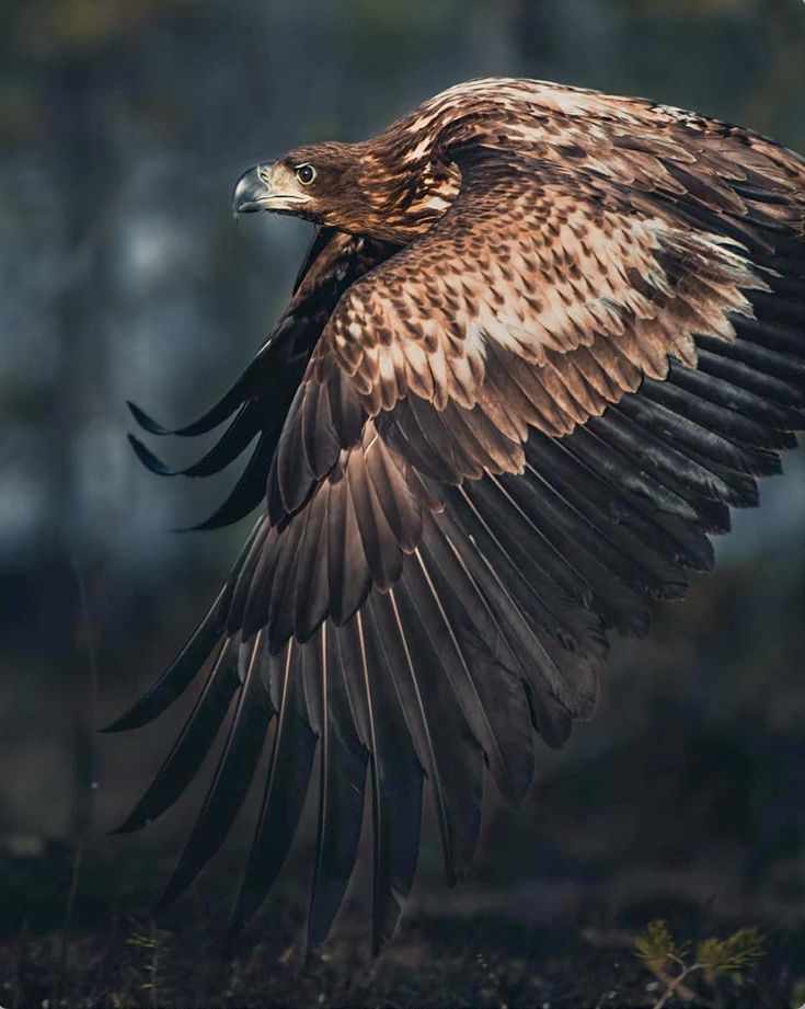 Powerful golden eagle Aquila chrysaetos in flight Konsta