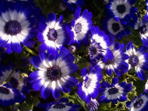Screensaver Gorgeous Flowers By