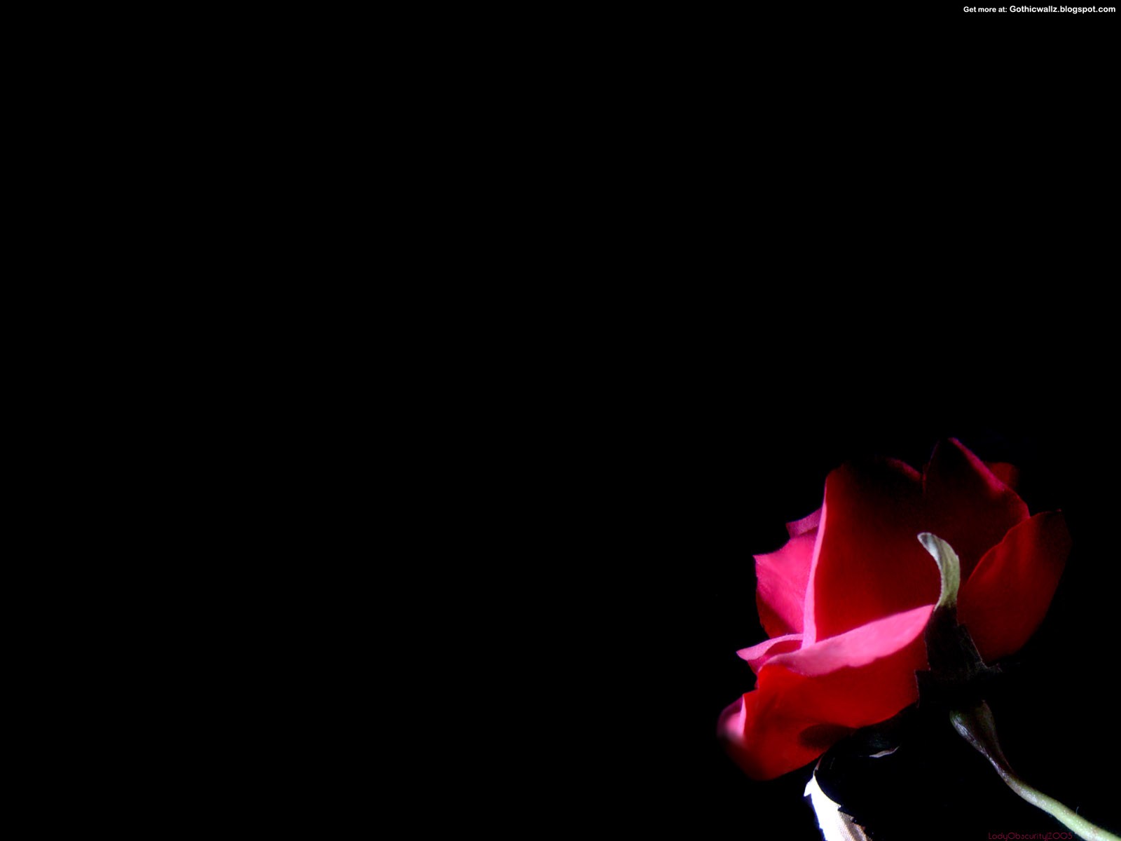 Gothic Rose HD Desktop Wallpaper Image And Photos