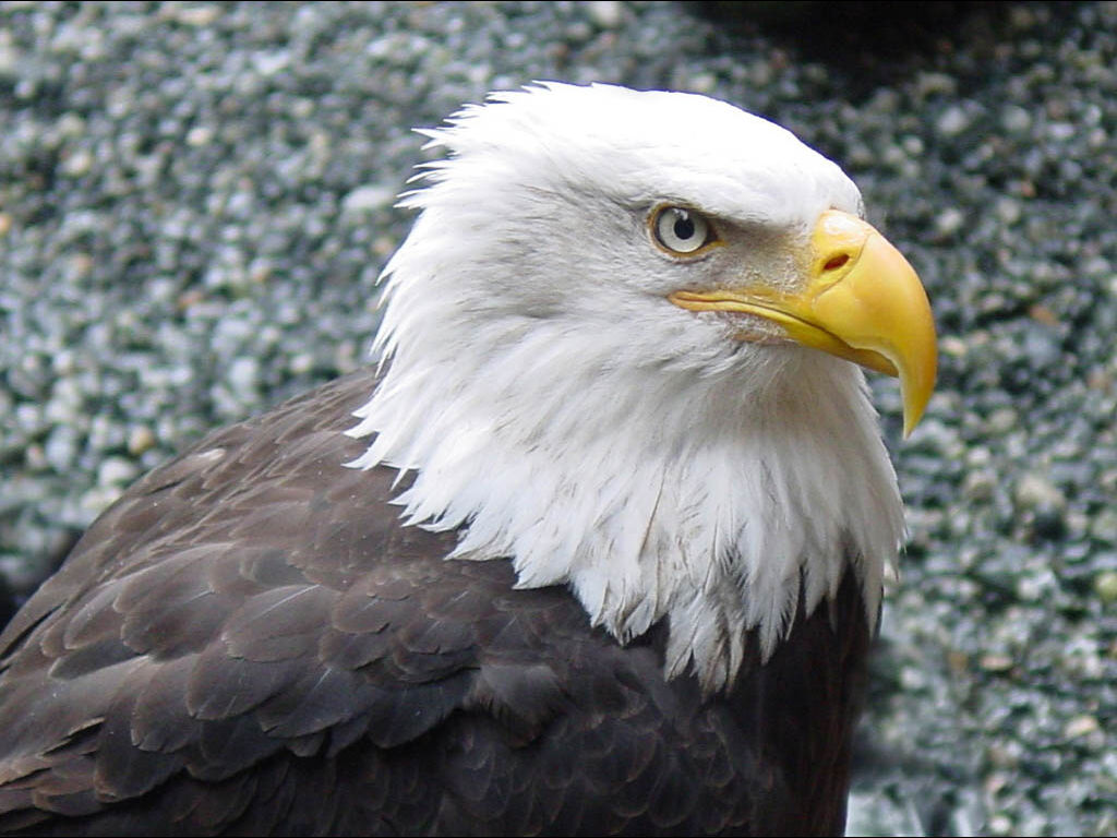 Bald Eagle Wallpaper Fun Animals Wiki Videos Pictures Stories