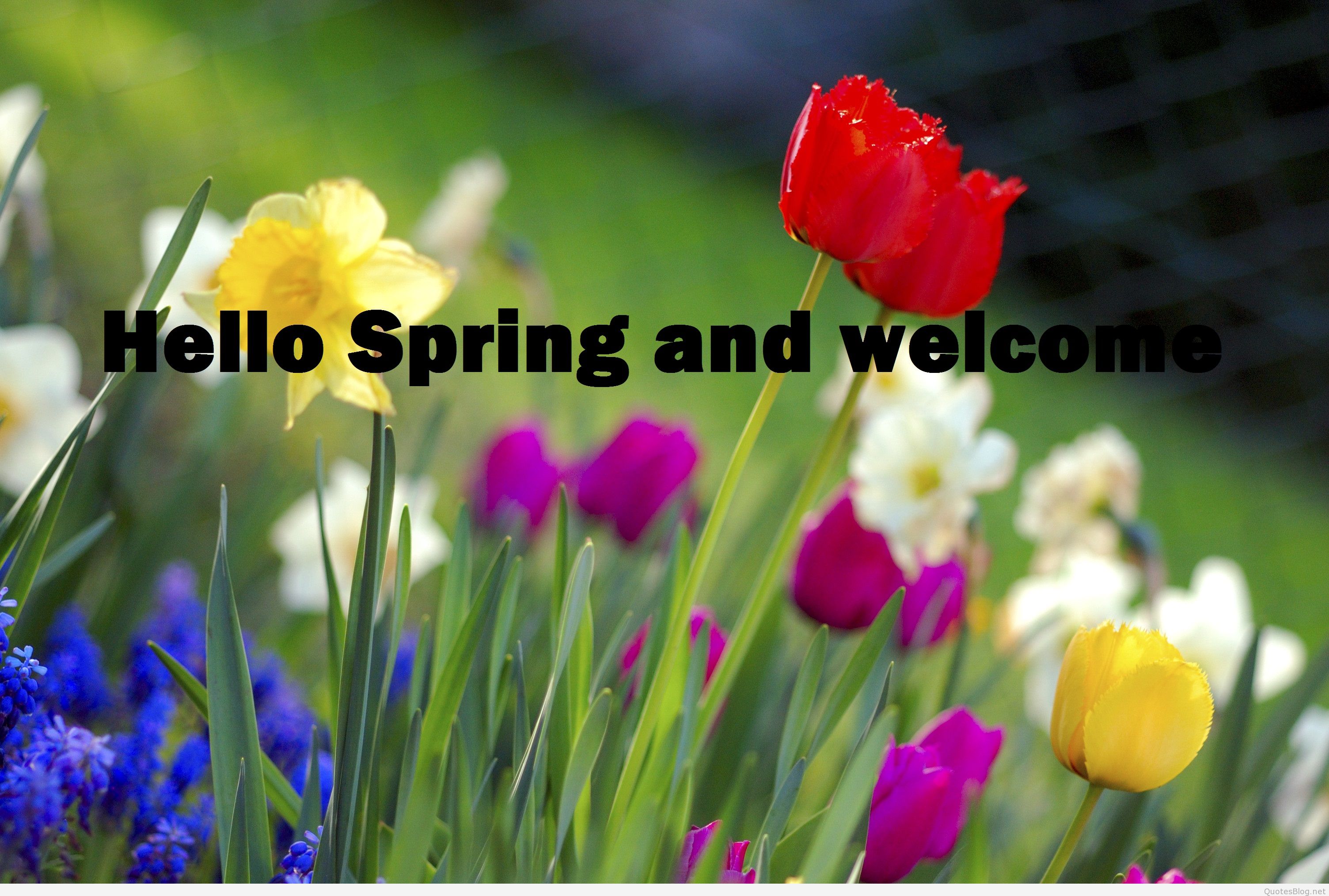 Hello Spring And Wele Colorful Picture