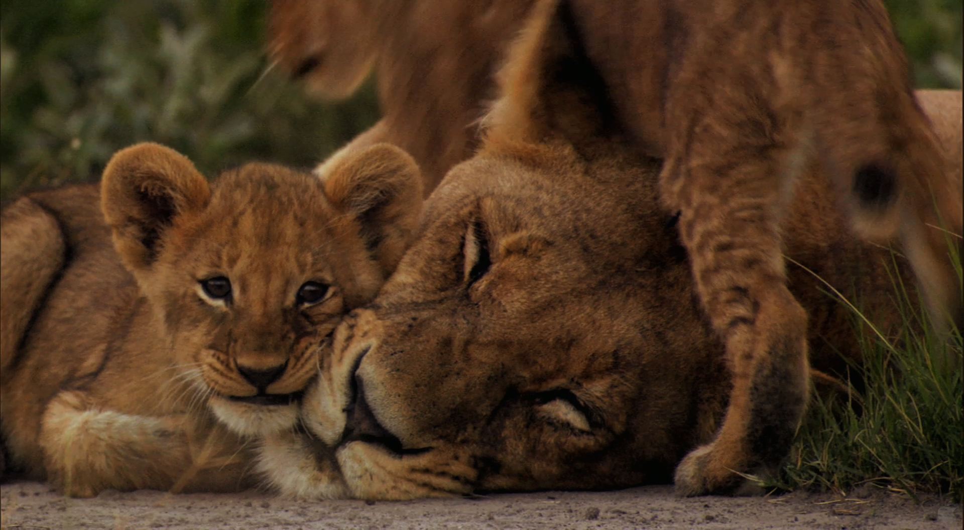 Lioness And Cubs HD Desktop Wallpaper