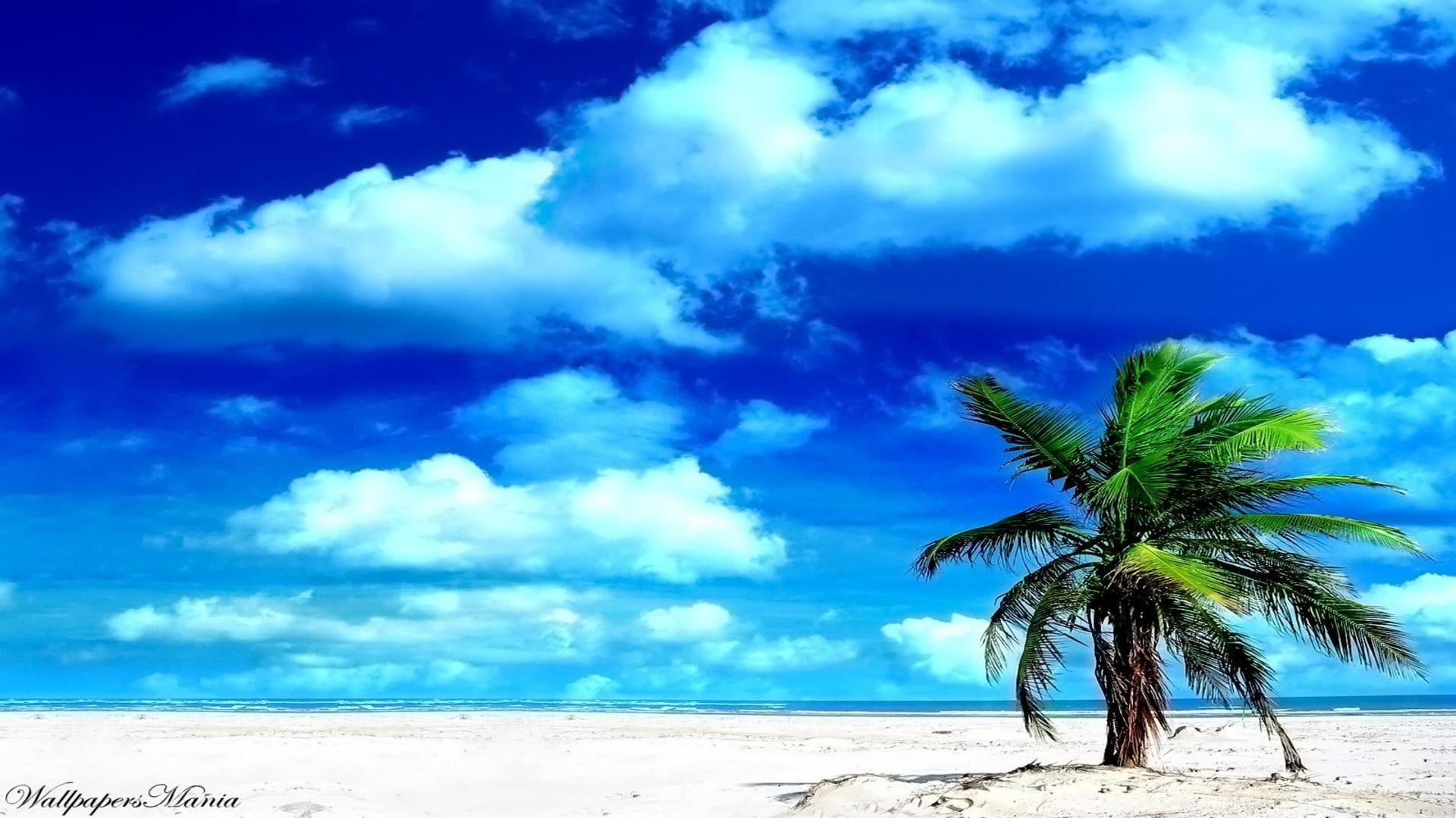 Wallpaper Tropical Background HD Background Desktop