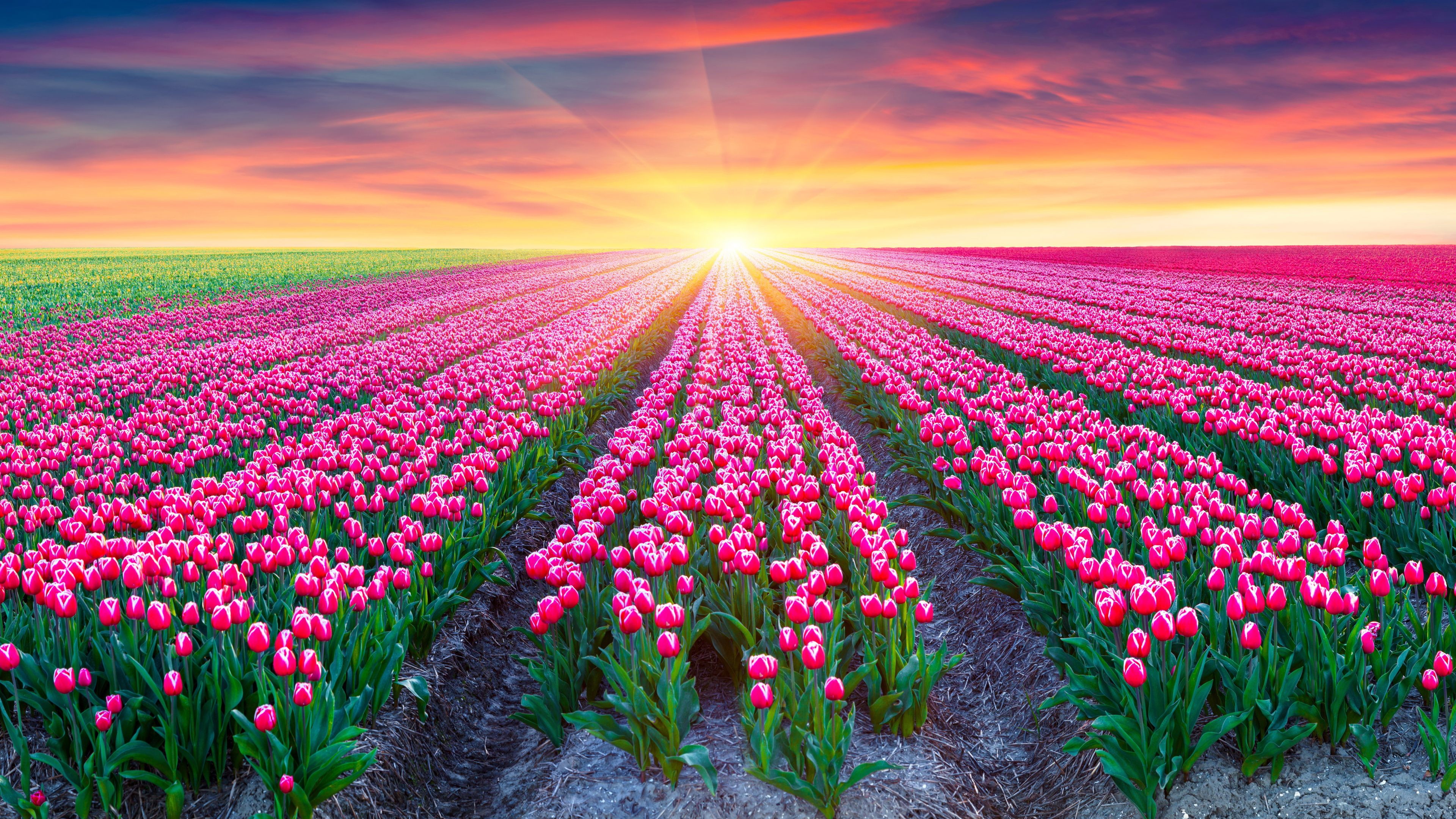 Flower Fields Wallpaper Image Photos Picture
