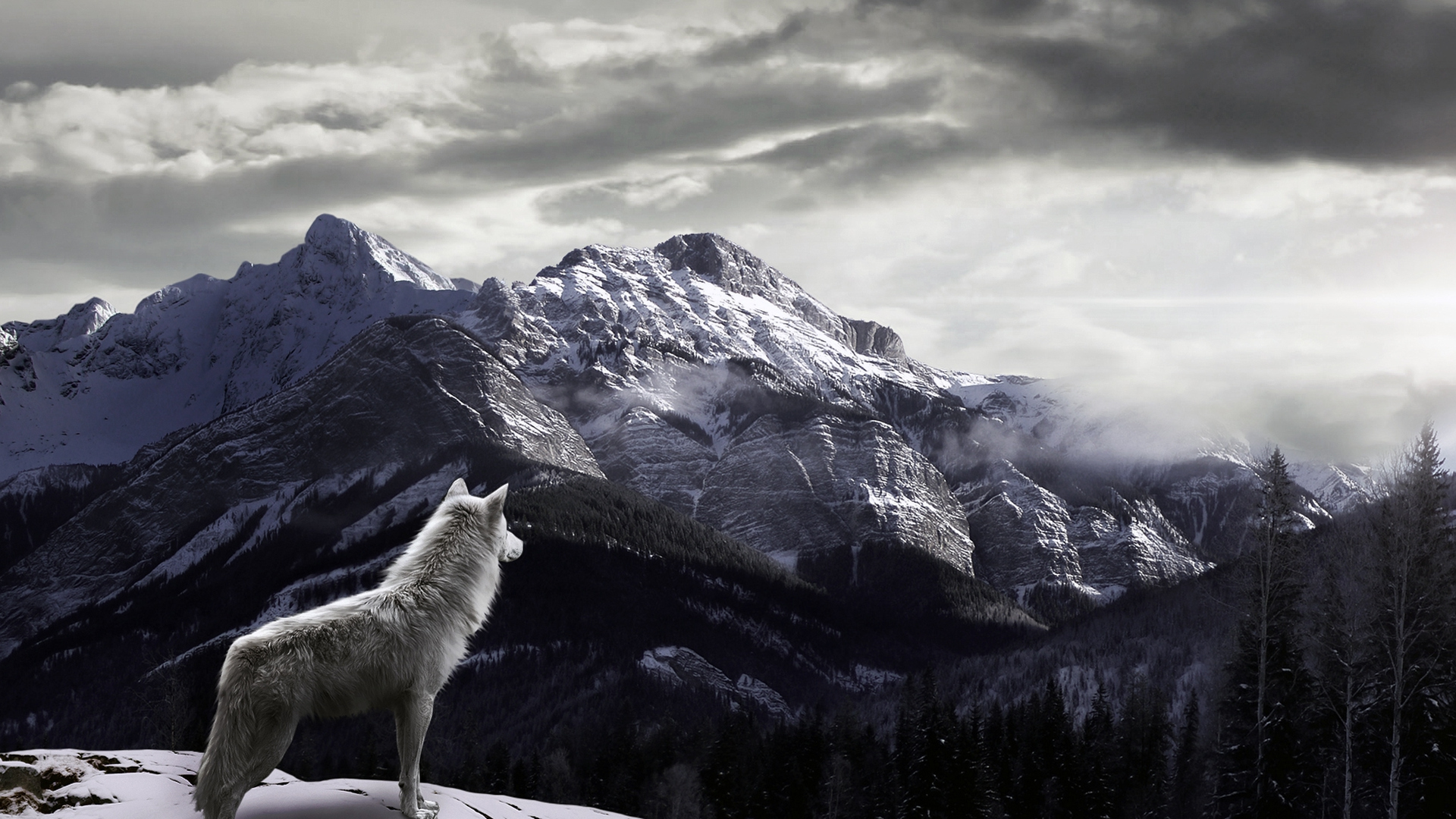 Wolf In The Mountains Wallpaper