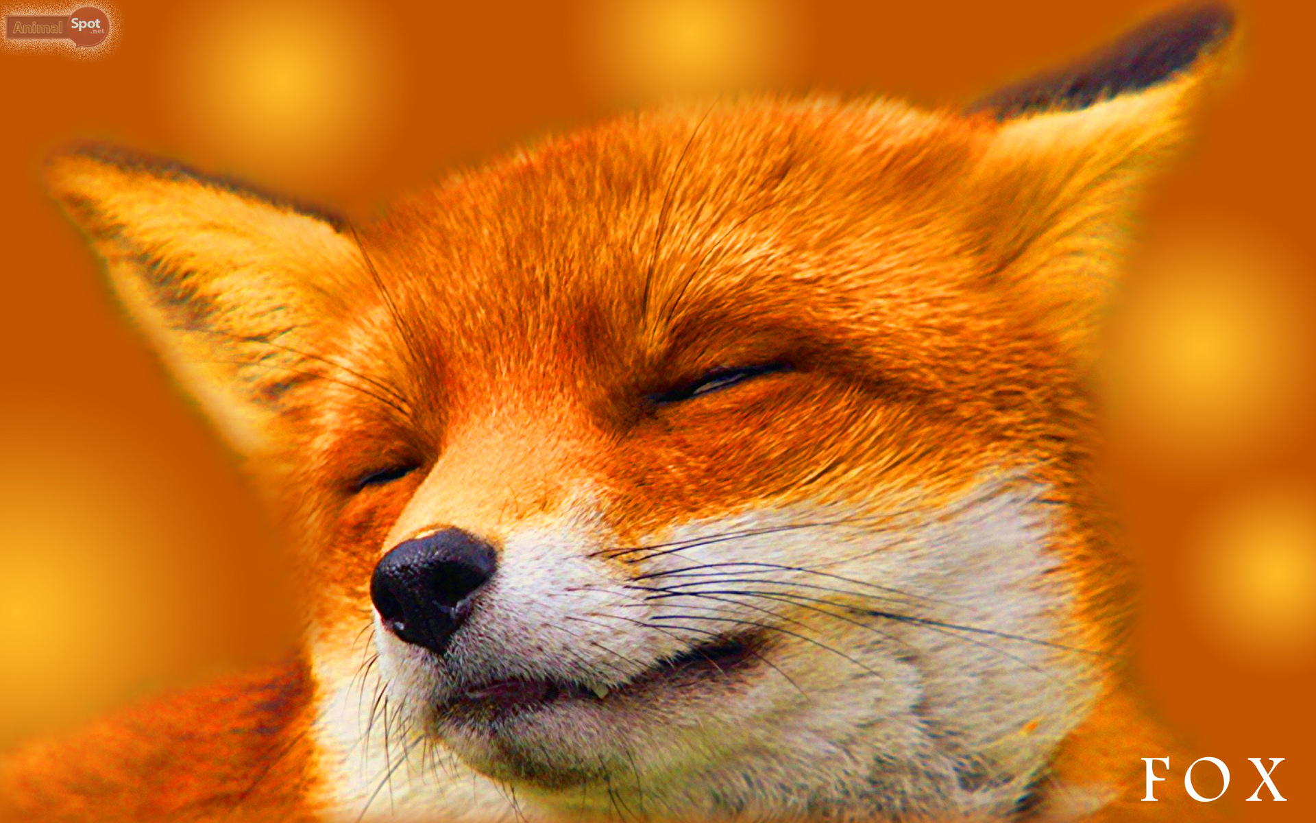 Fox Wallpaper Animal Spot