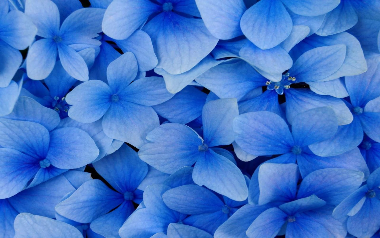 free-download-black-and-white-wallpapers-close-up-blue-flowers-blue
