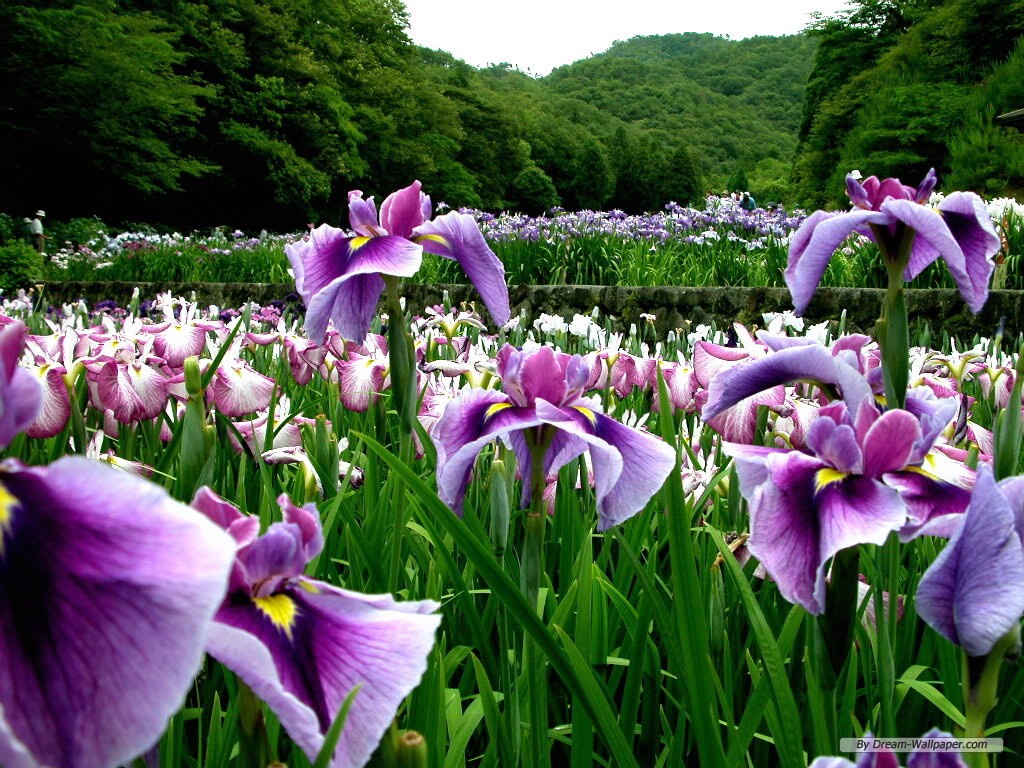 Purple Iris Flower Wallpaper