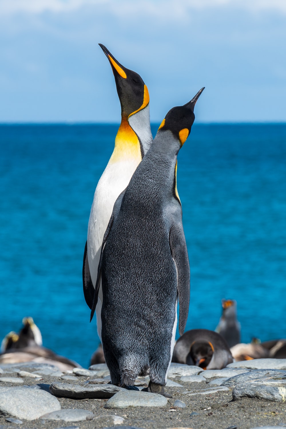 Best Penguin Pictures HD Image