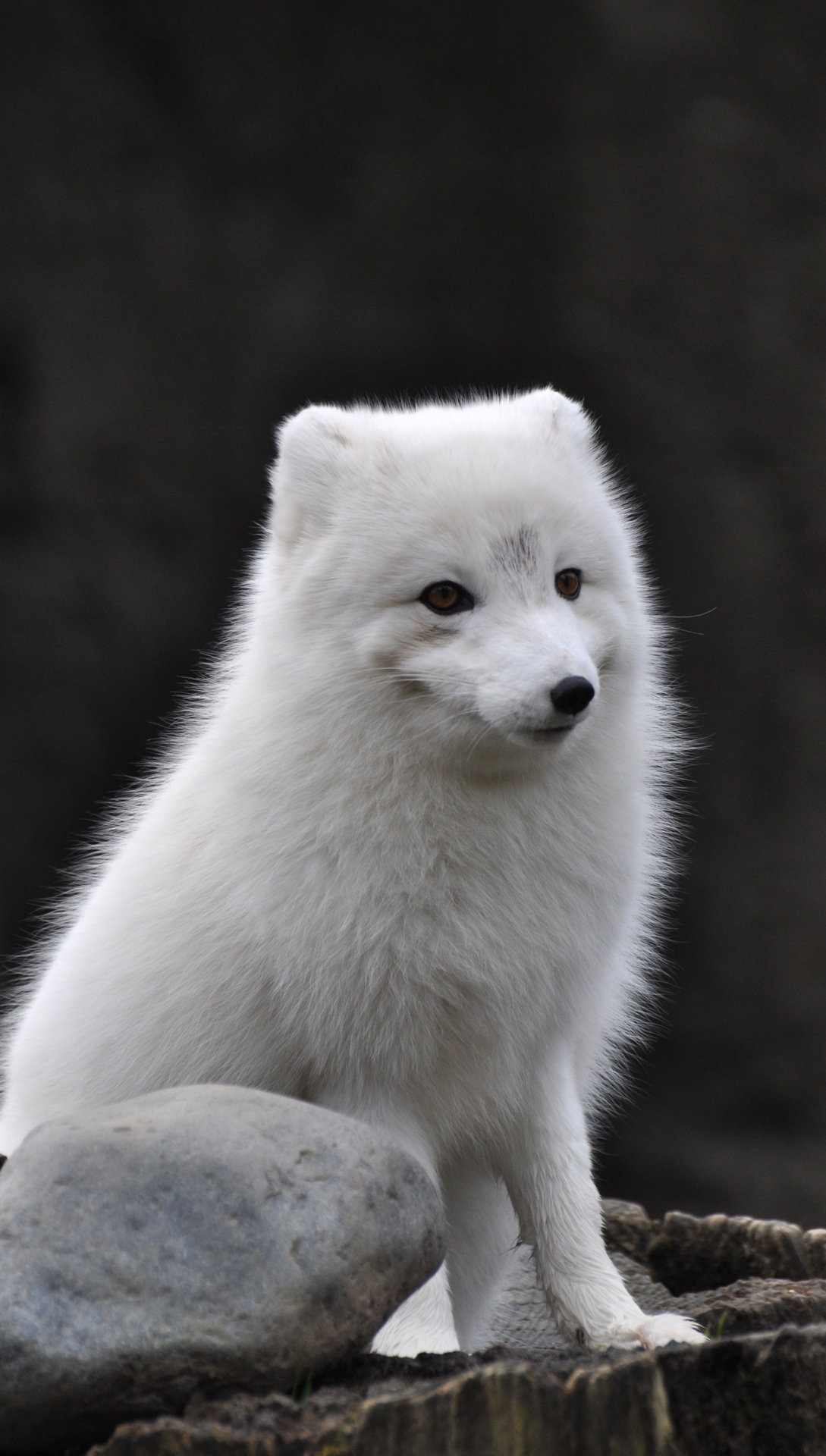 Arctic Fox Htc One Wallpaper Best And Easy