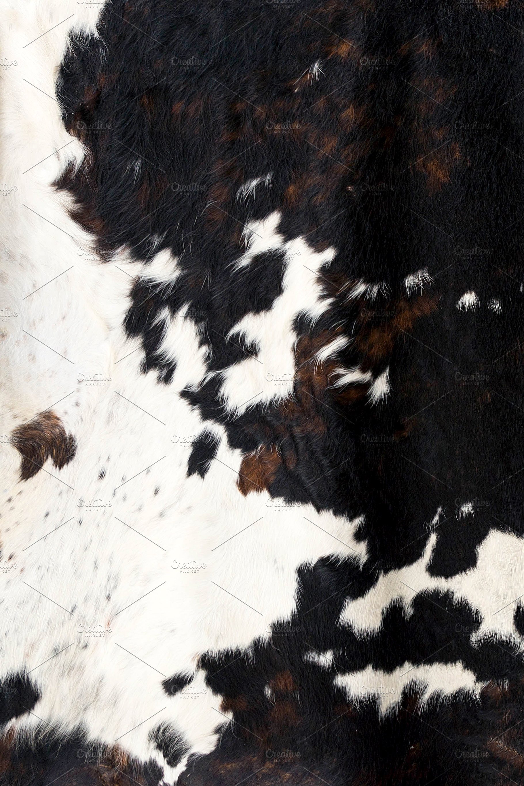 Cow Skin Pattern Texture Black White Holiday Photos Creative
