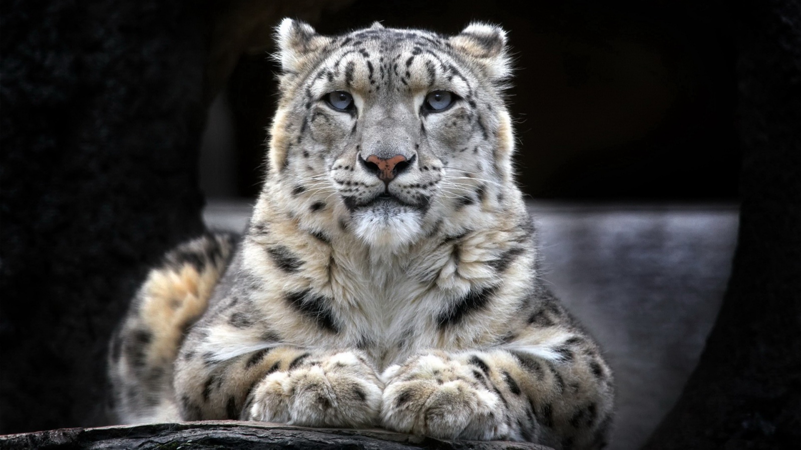 Snow leopard Wallpapers HD Wallpapers 1600x900