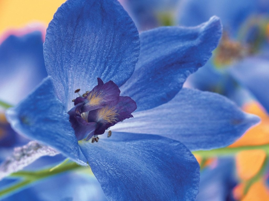 Blue Flower Wallpapers   5093