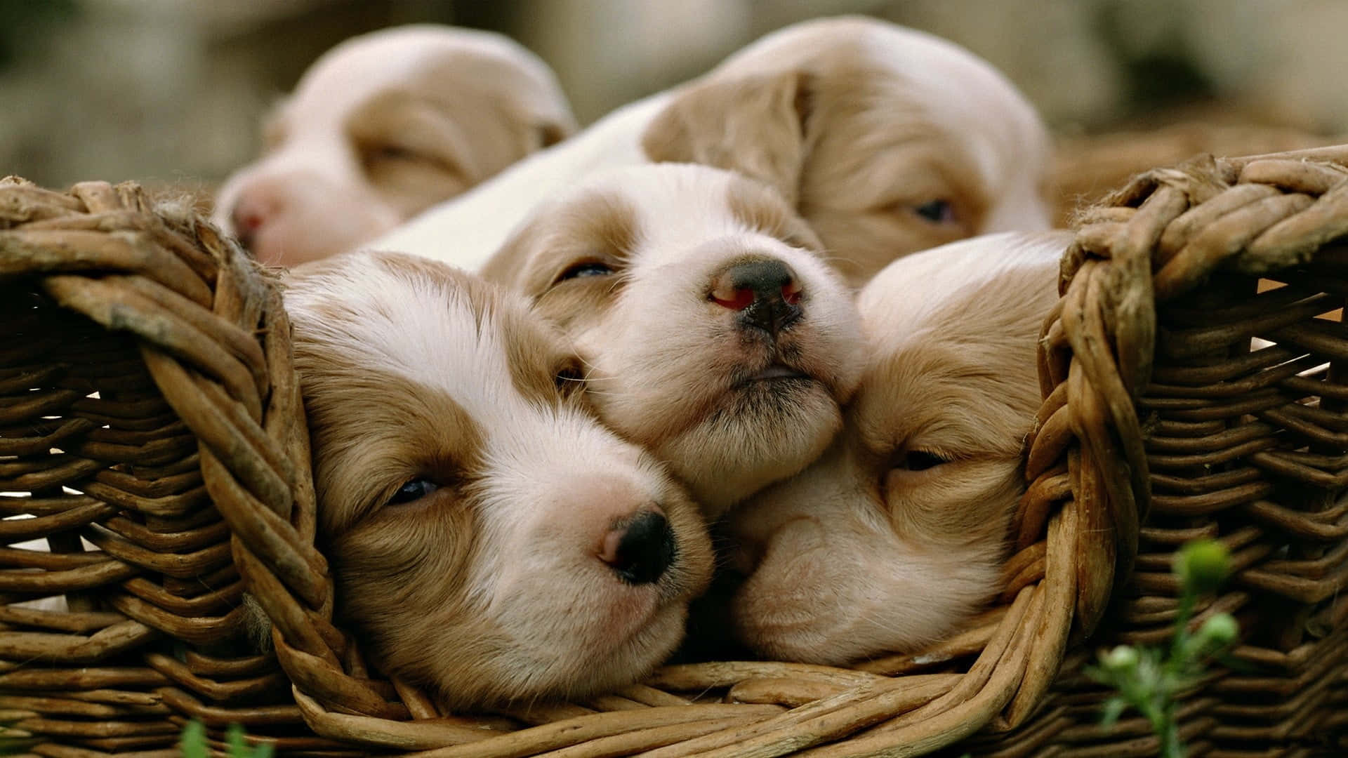 Aesthetic Animals Wallpaper
