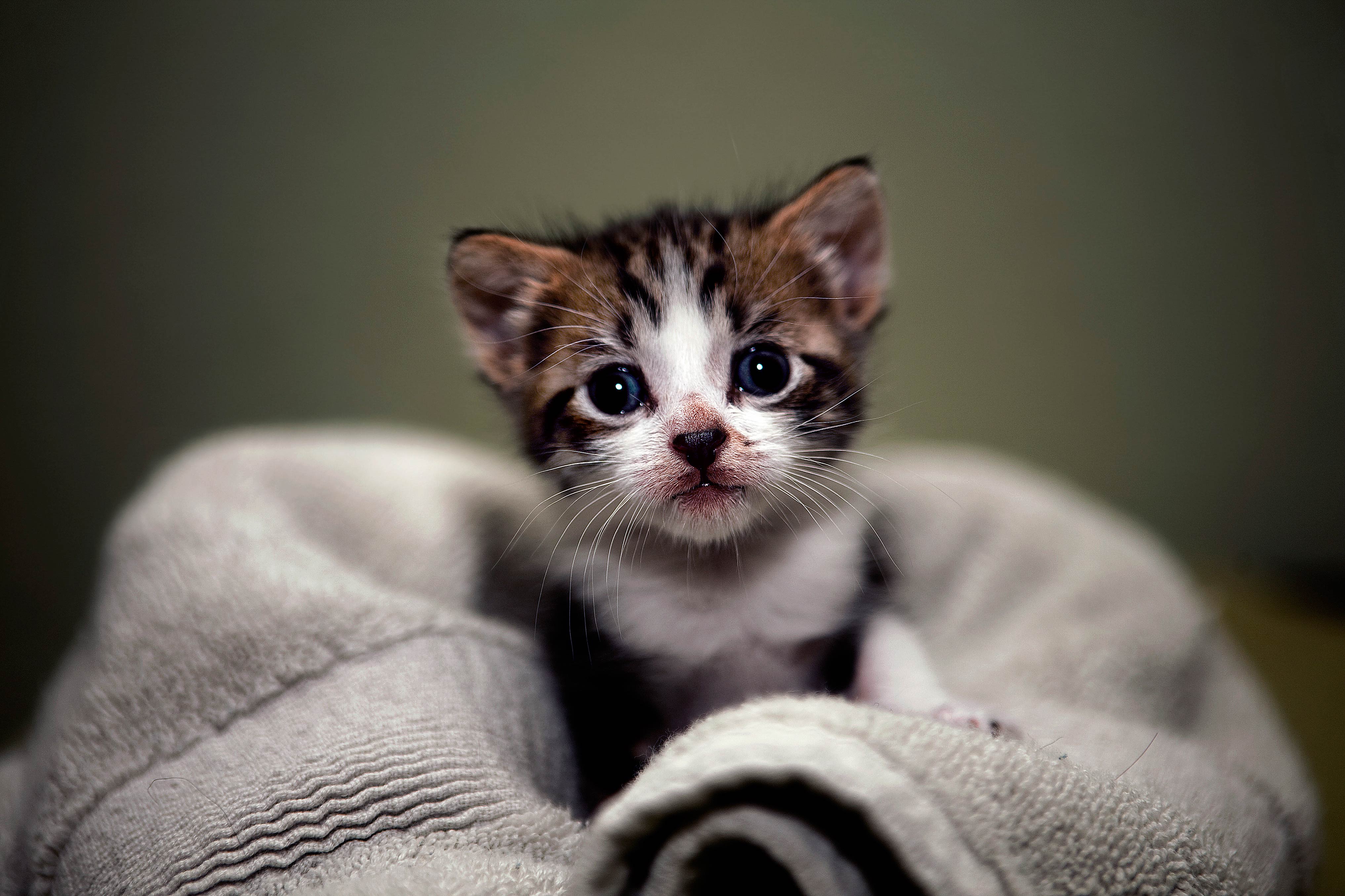 An adorable tiny kitten with big blue eyes peeking out from a soft, light grey towel. Perfect for kitty lovers