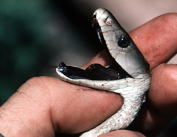 Amazing Black Mamba Snake Facts Photos Information