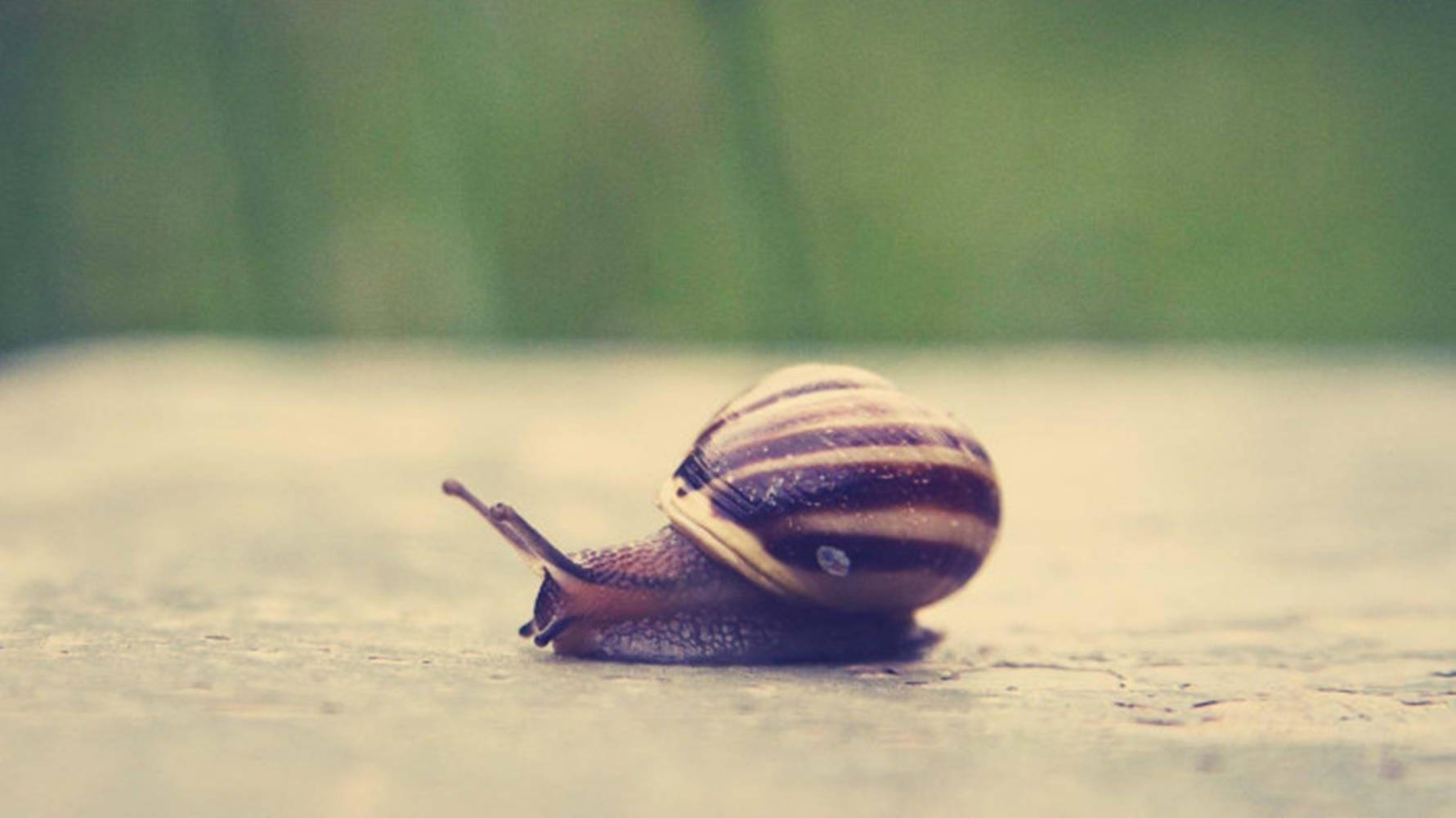 Black Striped Snail Cvxw9otdj2omjmu2 Wallpaper