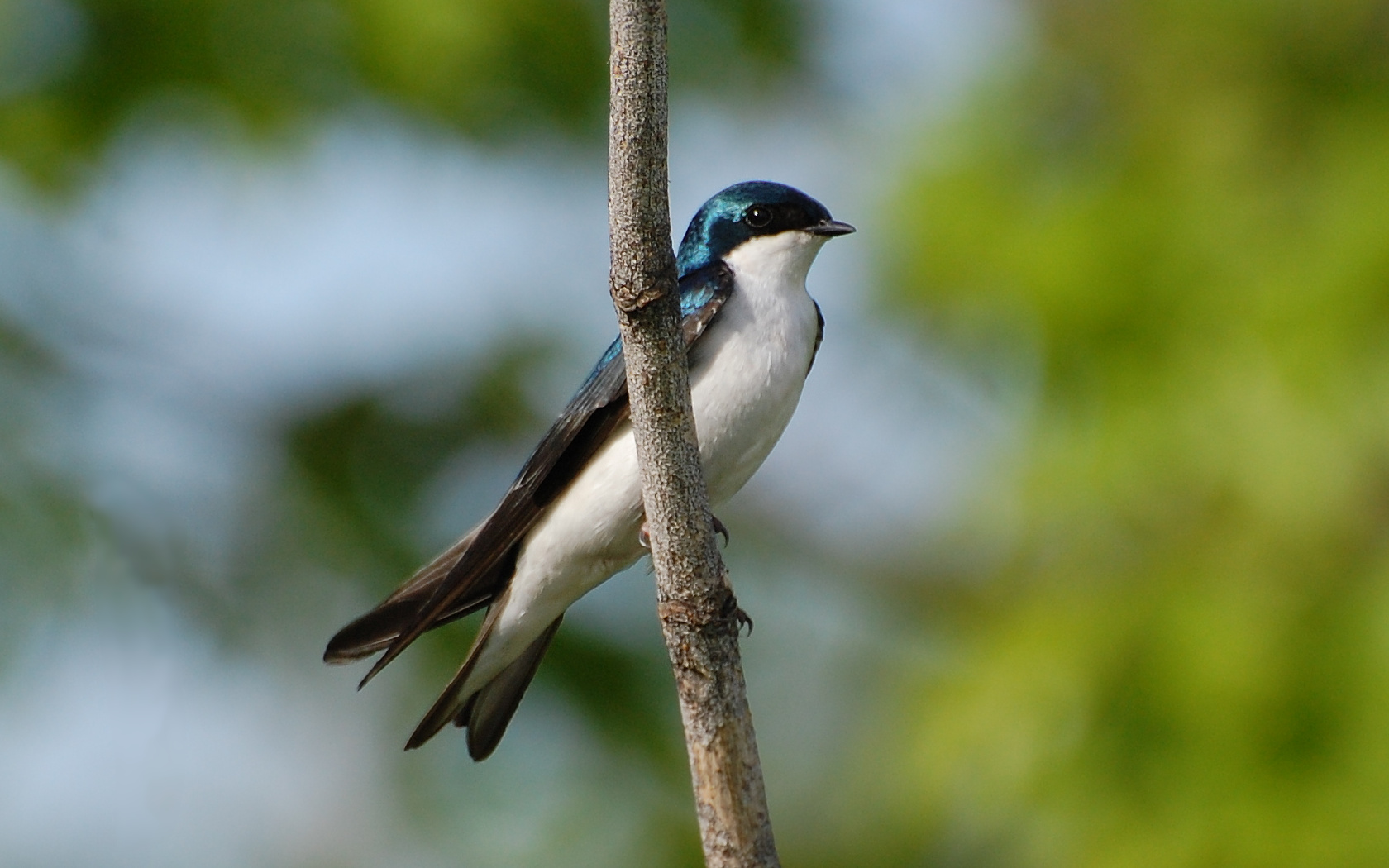 Suzanne Britton Nature Photography Tree Swallow