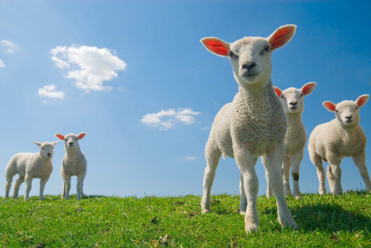 Spring Lambs Wallpaper HD Desktopinhq