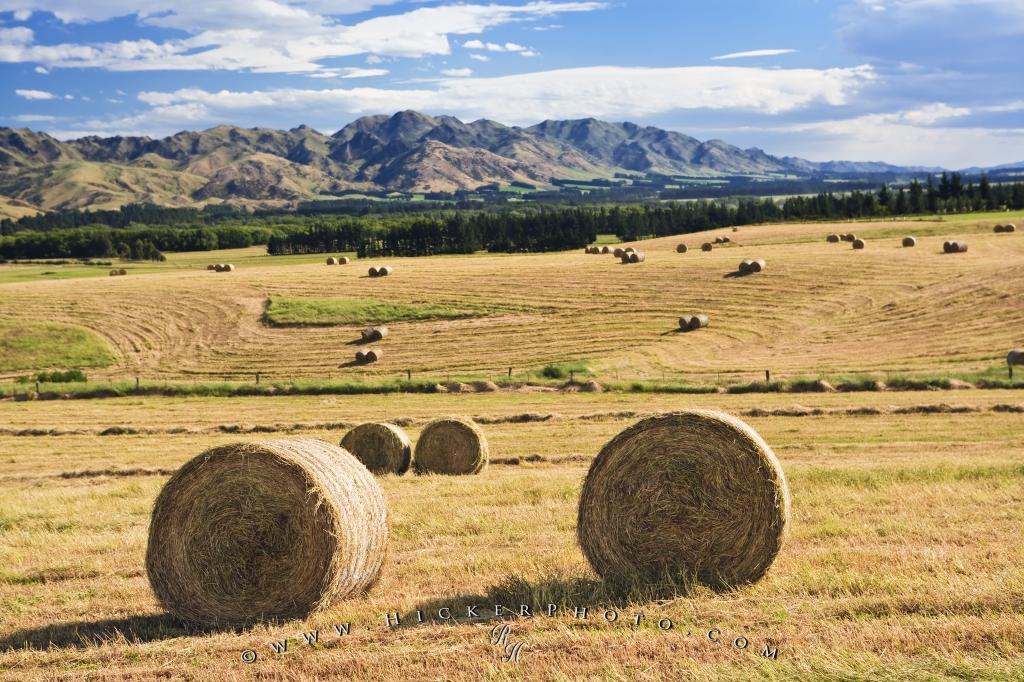 Farmland Paddock Hay Bales Picture New Zealand Photo Information
