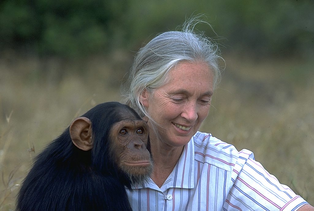 Pin Jane Goodall Picture Wallpaper Animal Pla
