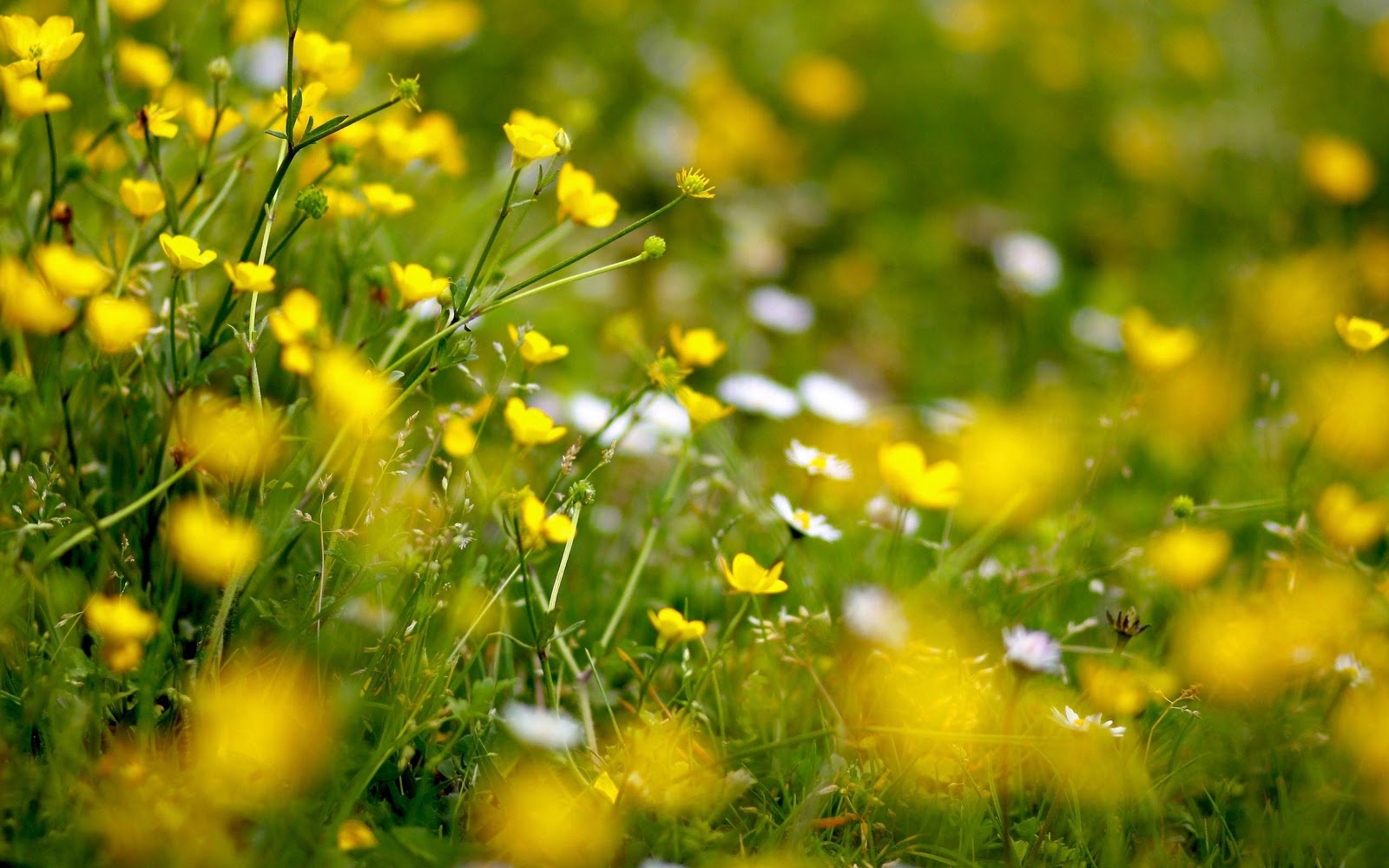 Yellow Flowers Widescreen HD Wallpaper