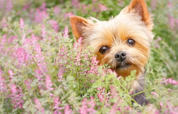 Wallpaper Yorkshire Terrier York Dog Face Eyes Flowers