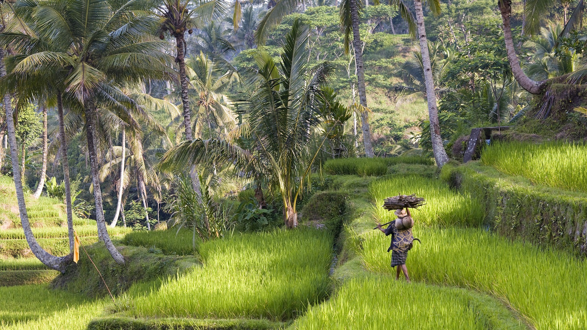 Tablet Bali Fresh Background Image Landscape Rice