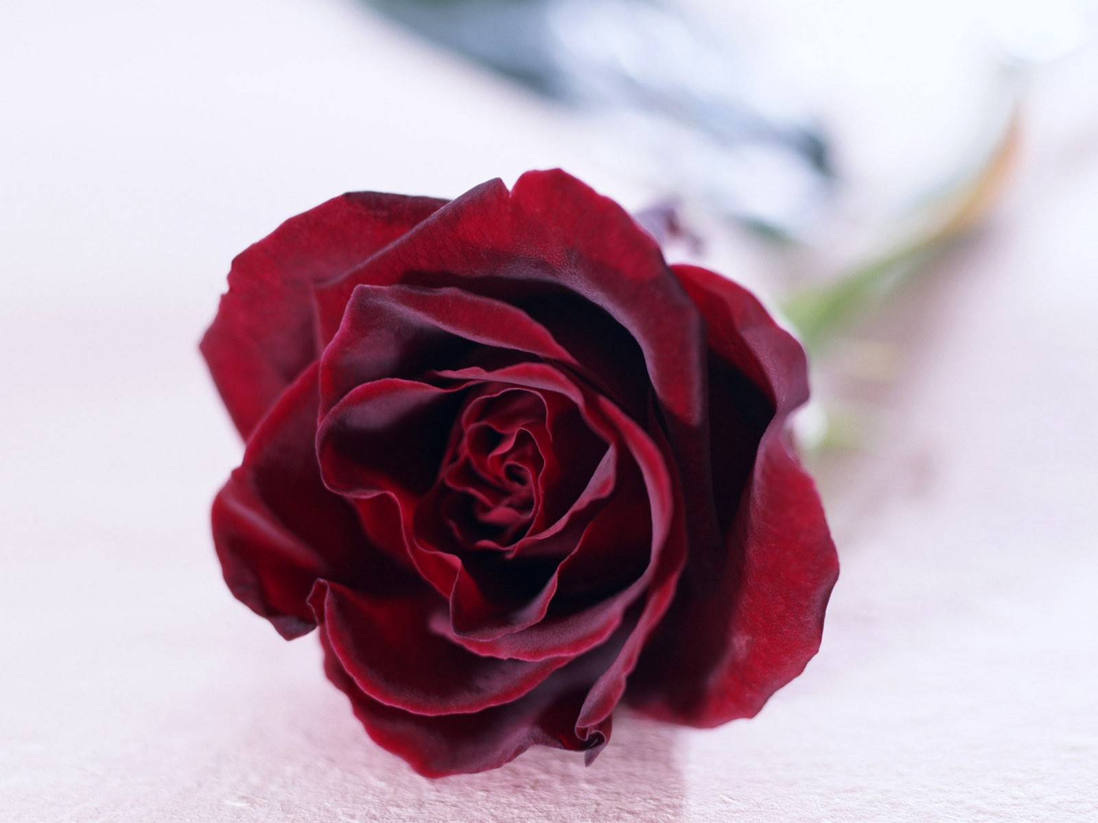 Red Rose On A White Background Wallpaper And Image