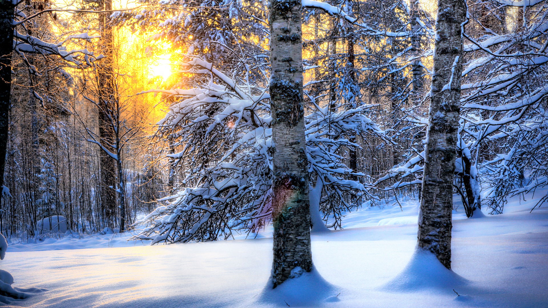 Winter Forest Desktop Wallpaper HD Background Of Your