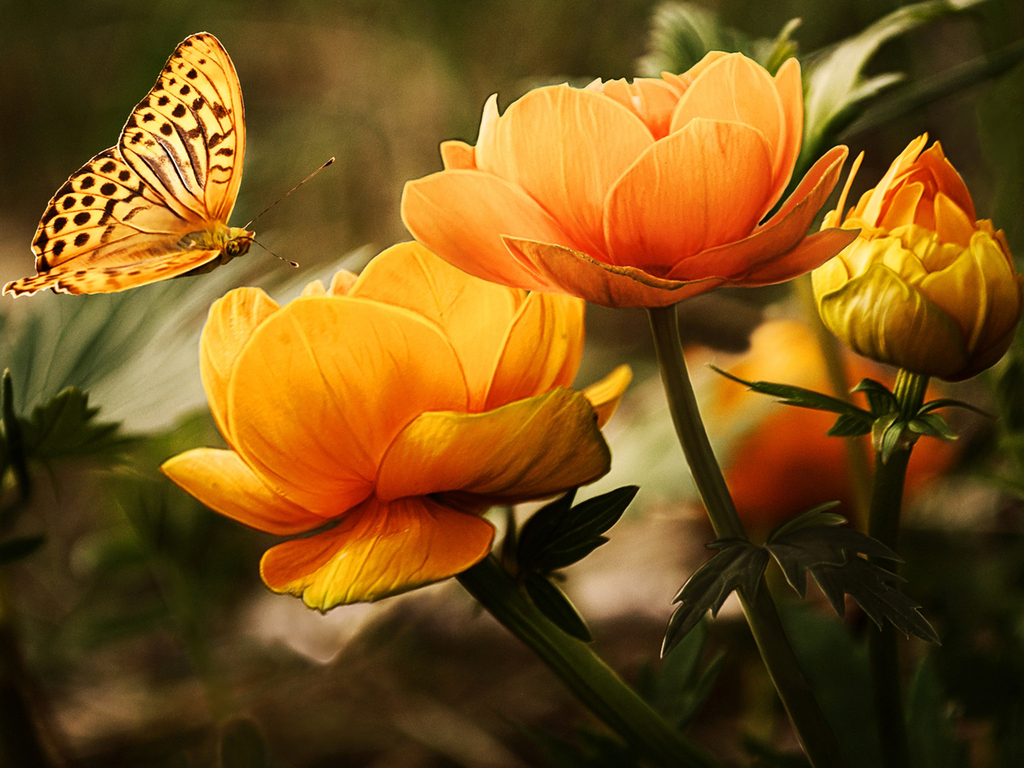 Description Butterfly on Flowers Wallpaper is a hi res Wallpaper for