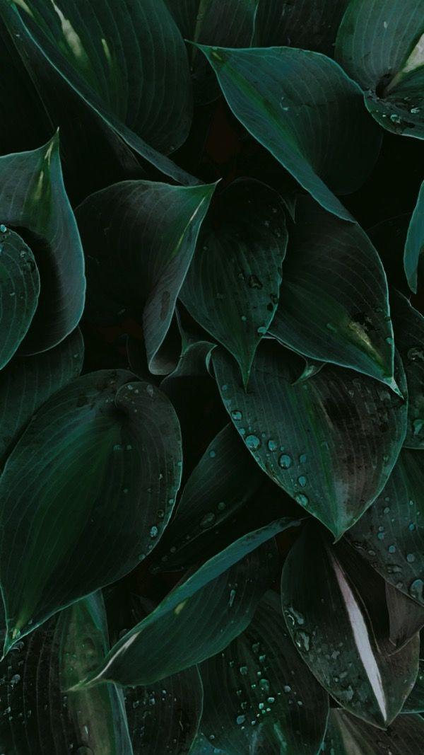 Nature Leaves Background Tropical Green Dark