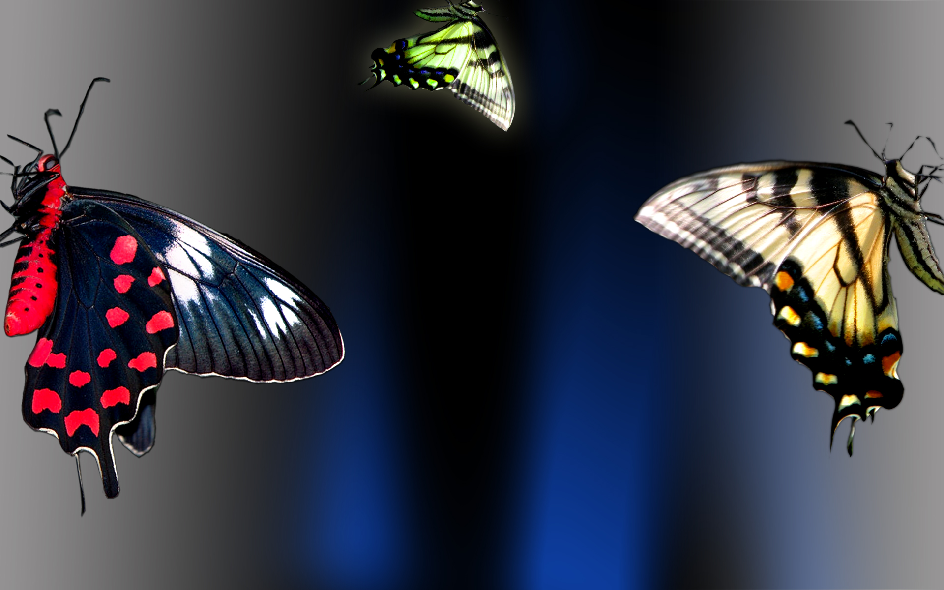 Best Butterfly Wallpaper And