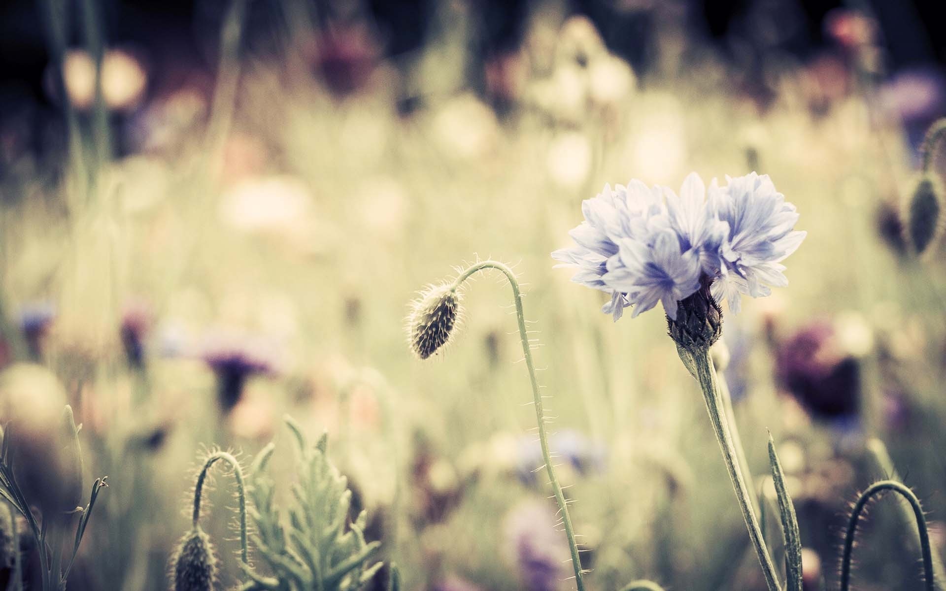 Meadow Flowers Vintage Wallpaper Hd