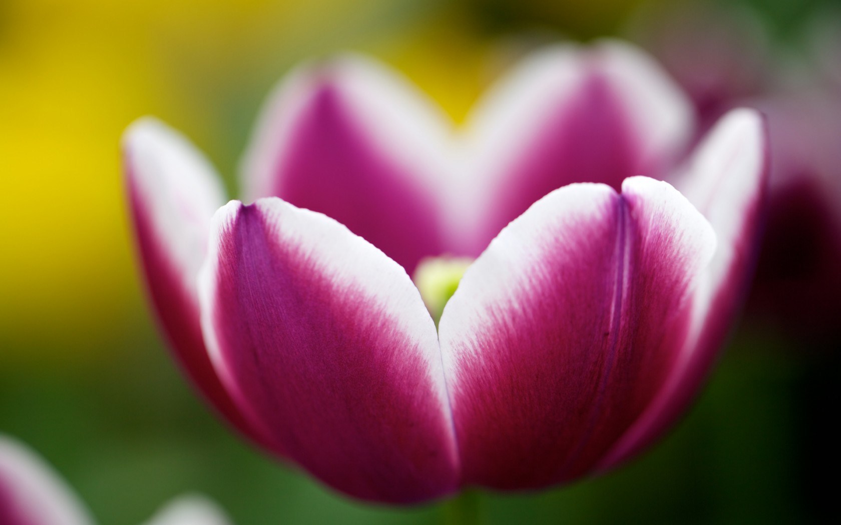 Flower Tulip Macro Close Up HD Wallpaper Magic4walls