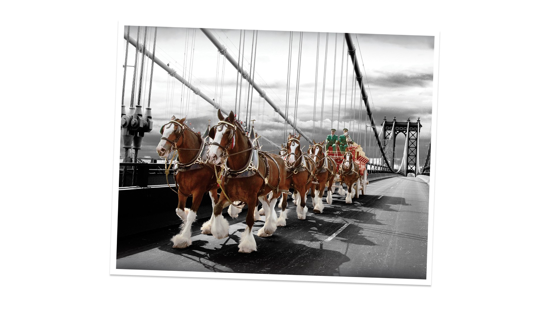 Budweiser Clydesdales Six Horse Carriage HD Image Brands