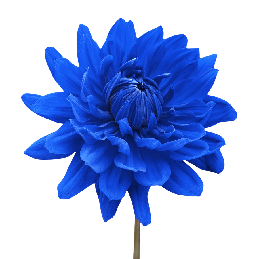 blue dahlia flower white background natalie kinnear 900x900