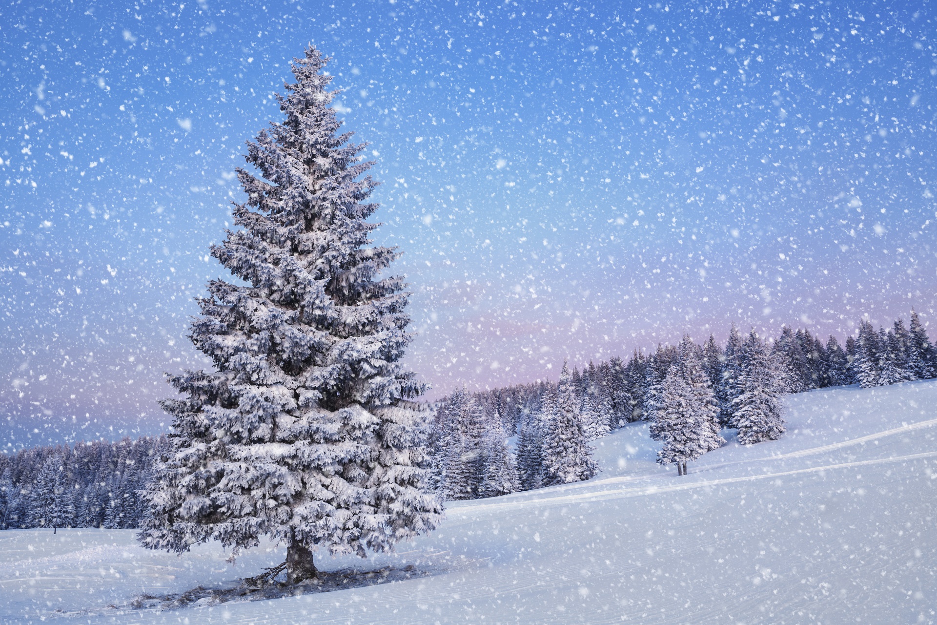 A snowy winter wonderland scene with a majestic snow-covered fir tree in the foreground and a soft pink and blue sky in the background