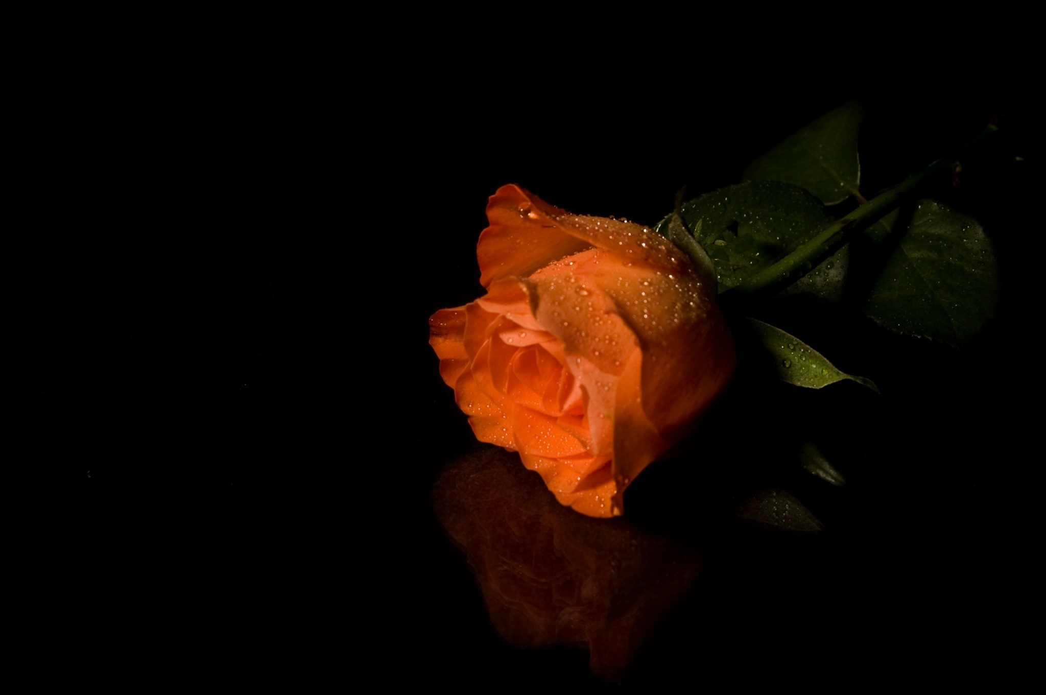 Rose Orange Drops Wallpaper