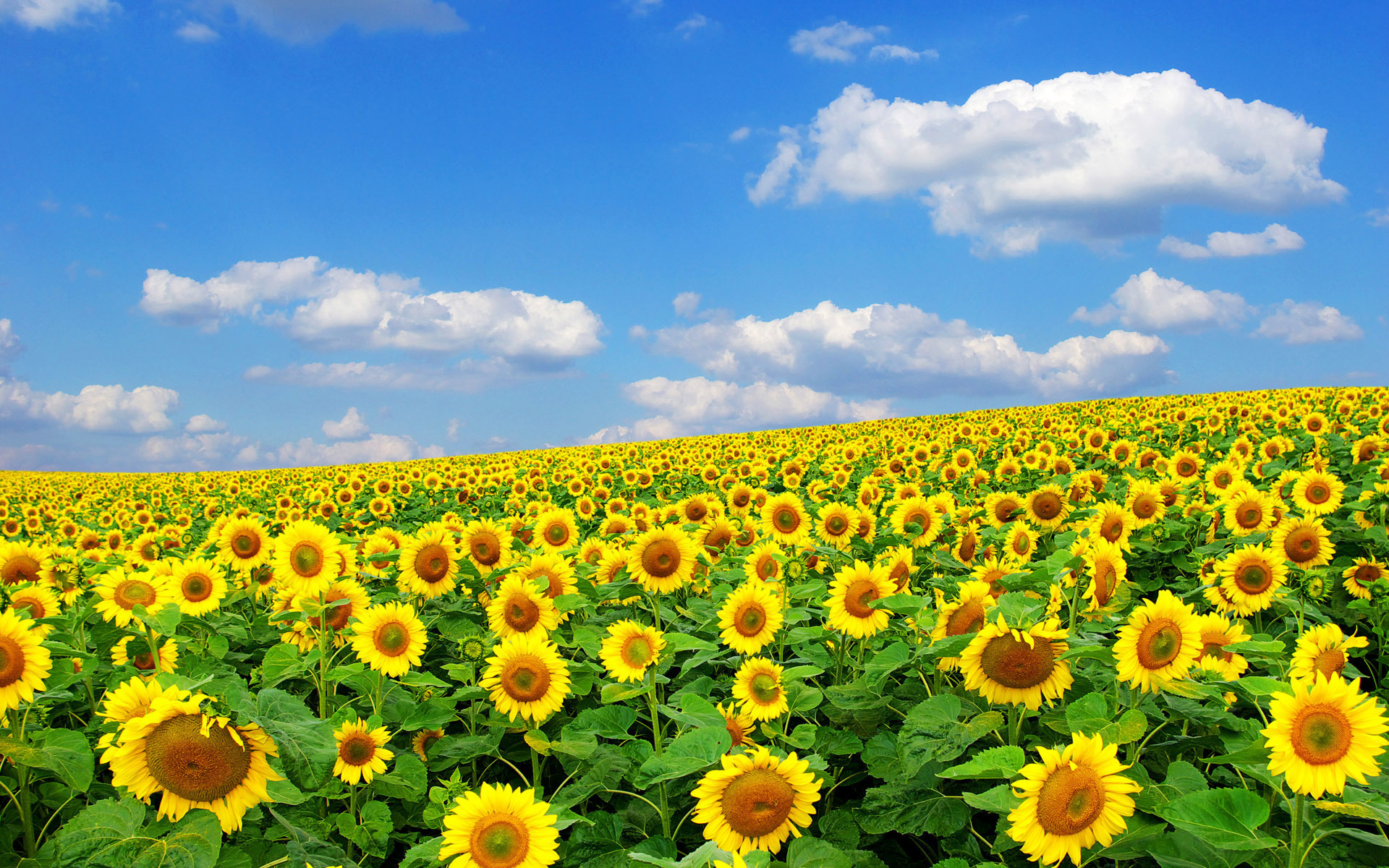 Wallpaper Sunflower Flower Field Blue Sky Clouds